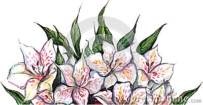 White flowers alstroemeria flower bouquet composition isolated vector Vector Illustration