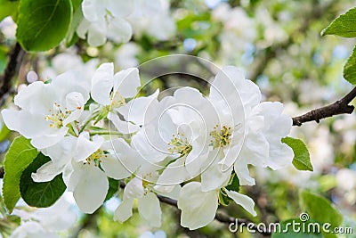 White flowers of apple tree. Beautiful blossoming apple tree branch Stock Photo