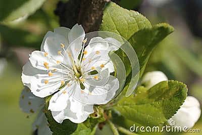 White flowers of apple tree spring Stock Photo
