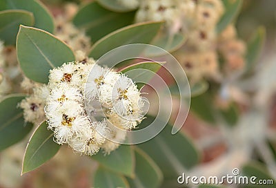 White flowers of the Australian native blue mallee Eucalyptus pleurocarpa, Stock Photo