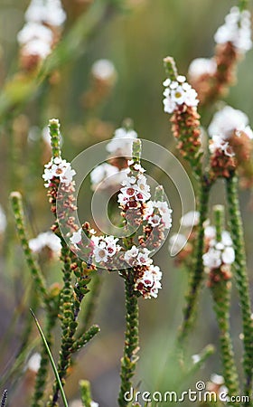 White flowers of the Australian native Heath Myrtle, Baeckea imbricata, family Myrtaceae Stock Photo