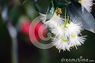 White flowers of the Australian native rainforest Red Apple Lilly Pilly, Syzygium ingens Stock Photo