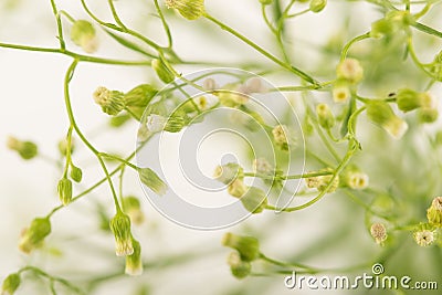 White flowers background, macro shot small white flowers Stock Photo