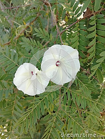 White flowers beautiful tree and palnt Stock Photo