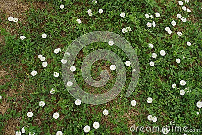 White flowers birch bindweed natural background in the garden Stock Photo