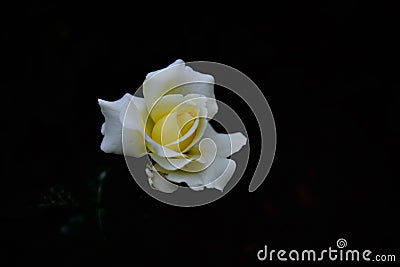 White flowers and black background constitute a beautiful picture Stock Photo