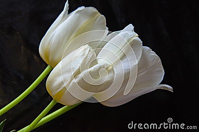 White flowers on black background Stock Photo