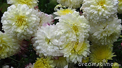 White Flowers That Bloom in August, September, Autumn. Two-toned white and yellow chrysanthemums. Stock Photo