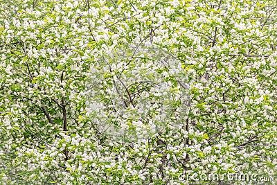 White flowers blooming bird cherry Stock Photo