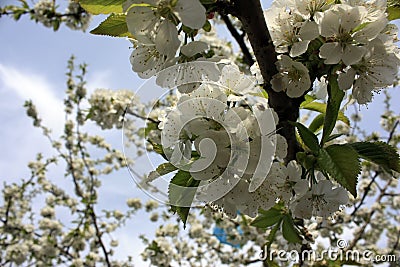 White flowers blooming fruit trees in spring close-up with blurred background Stock Photo