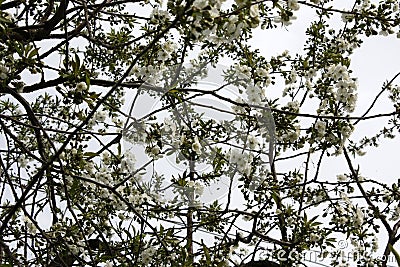 White flowers blooming fruit trees in spring close-up with blurred background Stock Photo