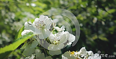 White flowers blooming on June. Stock Photo