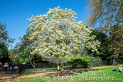 White flowers blossoming tree in Kensington Gardens, London Editorial Stock Photo