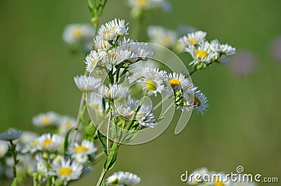 White flowers of blue fleabane Stock Photo