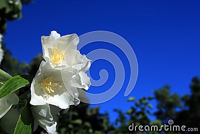 White flowers with the blue sky in the backgroundW Stock Photo
