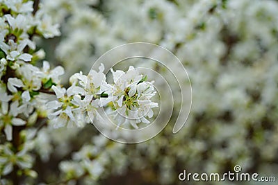 White flowers of Bush Cherry Prunus Japonica Stock Photo