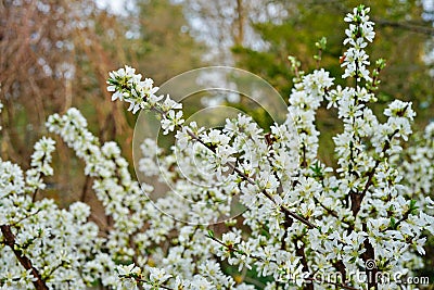 White flowers of Bush Cherry Prunus Japonica Stock Photo