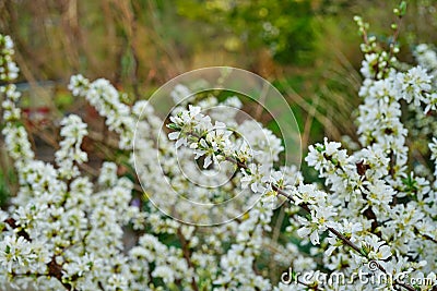 White flowers of Bush Cherry Prunus Japonica Stock Photo
