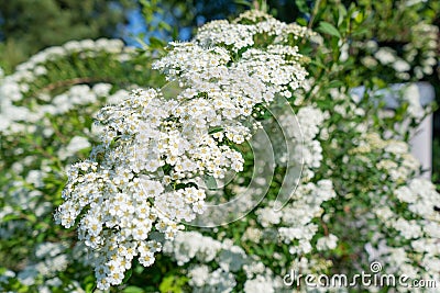 Photo of white flowers on a bush in a garder Stock Photo