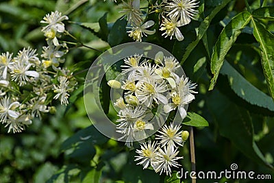 White flowers on the bushes Stock Photo