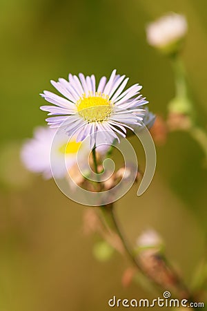 White flowers camomile in the meadow close-up Stock Photo