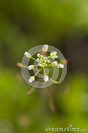 White flowers Capsella bursa-pastoris Stock Photo