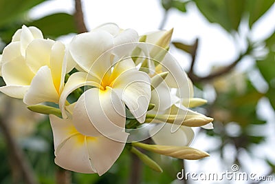 White flowers of champa plumeria, close up, in tropical garden Stock Photo