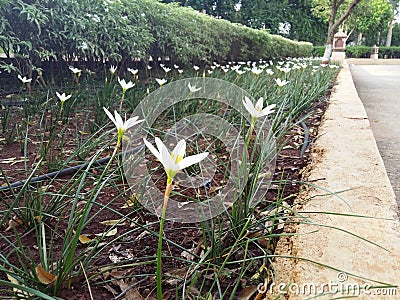 White Flowers Editorial Stock Photo