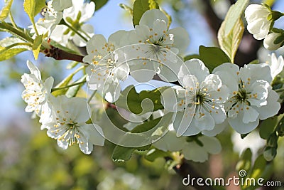 White flowers of cherry spring photo Stock Photo