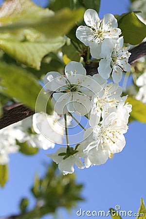 White flowers of cherry spring photo Stock Photo