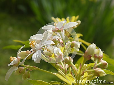 White flowers of Choisya ternata `Aztec Pearl Stock Photo