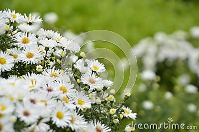 White flowers close-up image. Autumn daisies on a green background Stock Photo