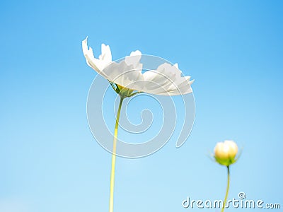 White Flowers Cosmos in the meadow, blue sky background. Stock Photo