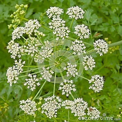 White flowers of cowbane - Cicuta virosa Stock Photo