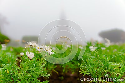 White flowers with dew in the garden of the mist in morning back Stock Photo