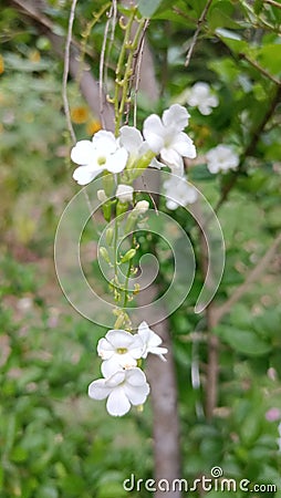 White flowers durin g hot day Stock Photo