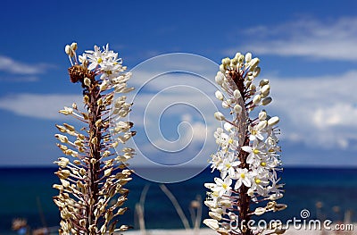 White Flowers - Eremurus Stock Photo