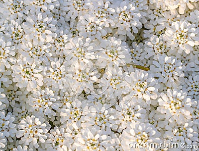 White flowers floral background textures patterns wildflowers wild flower pattern texture tiny bouquet wedding garden spring gift Stock Photo