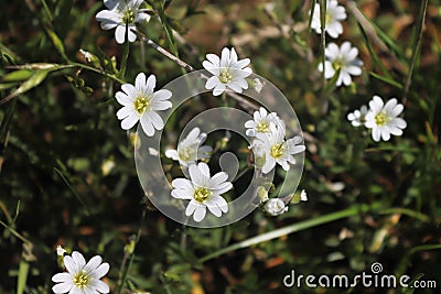 white flowers in the forest Stock Photo