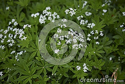 Galium odoratum with white flowers Stock Photo