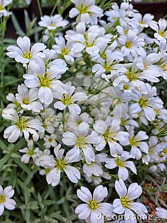 White flowers in the garden, flowers dreams Stock Photo