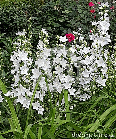 White flowers in garden Editorial Stock Photo