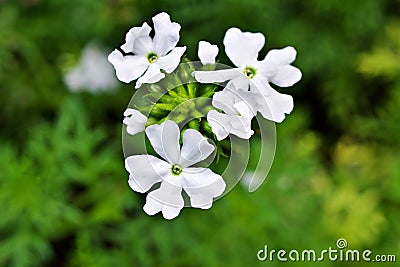 White flowers Glandularia bipinnatifida ,Chiricahensis ,Dakota mock vervain ,Prairie verbena ,Moradilla ,Verbenaceae ,herb p Stock Photo