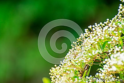 White flowers on green background Stock Photo
