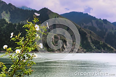 White flowers growing at the banks of Tianchi Lake Stock Photo