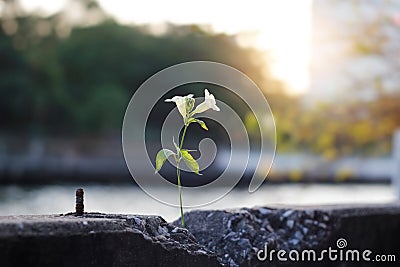 White flowers growing on crack concrete barrier Stock Photo