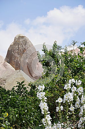 White Flowers, Red Rose Valley, Goreme, Cappadocia, Turkey Stock Photo