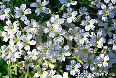 White flowers of Gypsophila repens Stock Photo