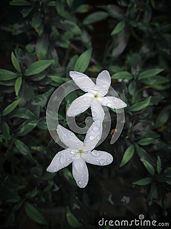 White flowers that have dew Stock Photo