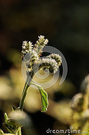 White flowers, Heliotropium europaeum, European heliotrope, European turn-sole, Malta, Mediterrane Stock Photo